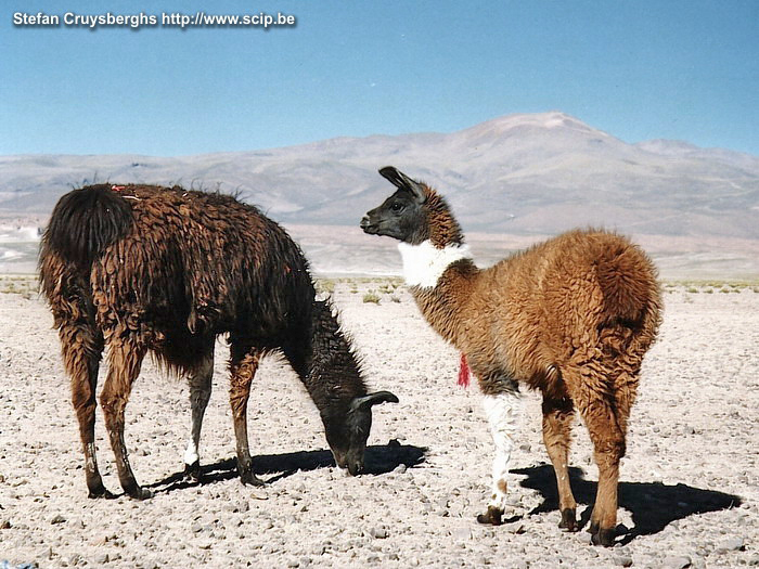 Uyuni - Alota Lamas In the small village Alota where we spend the night, people live on the lamas that they cultivate. Stefan Cruysberghs